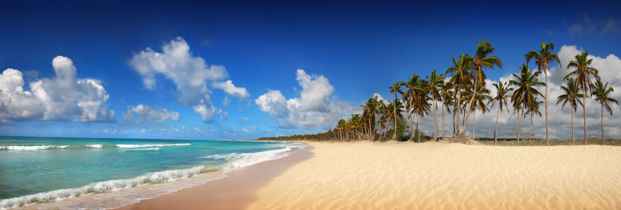 coconut tress beside the seashore postnuptial agreements